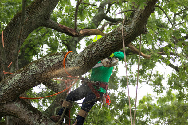 How Our Tree Care Process Works  in  Nevada, MO